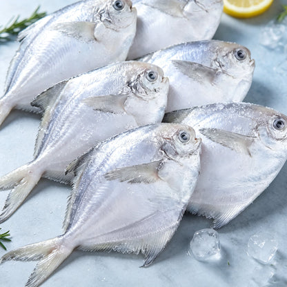 Frozen Raw Silver Pomfret