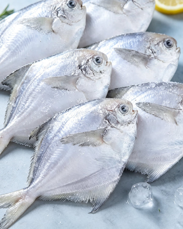 Frozen Raw Silver Pomfret