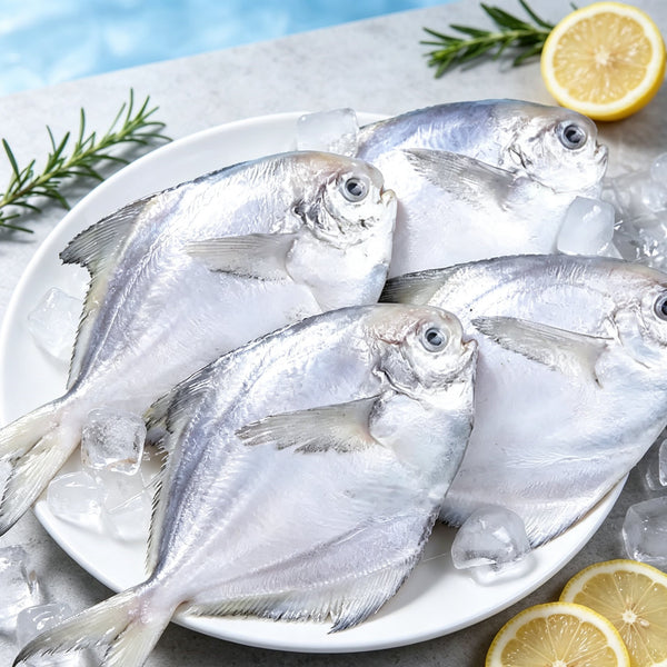 Silver Pomfret